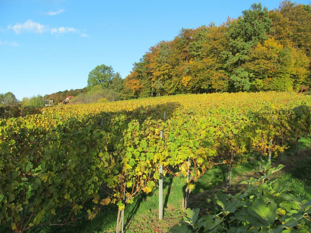Appartement Weingut Schoberhof Bad Gleichenberg Cameră foto